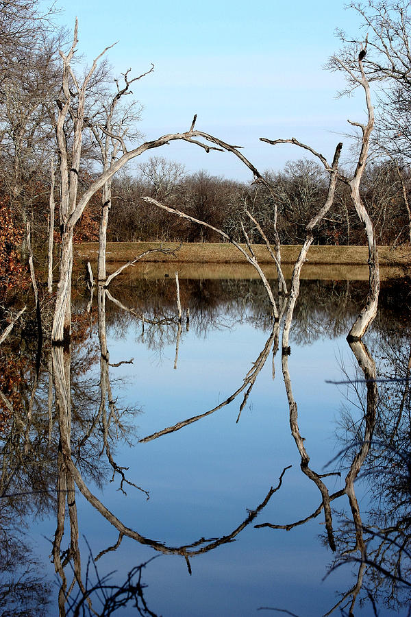 Pond Reflection  Photograph by Sheila Brown