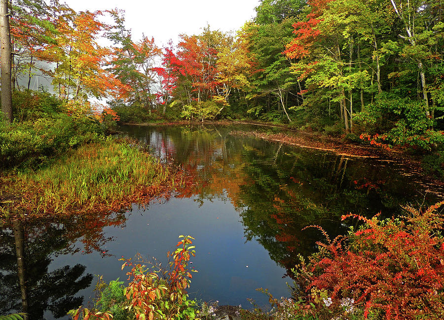 Pond Reflections in Autumn Photograph by Nancy Griswold