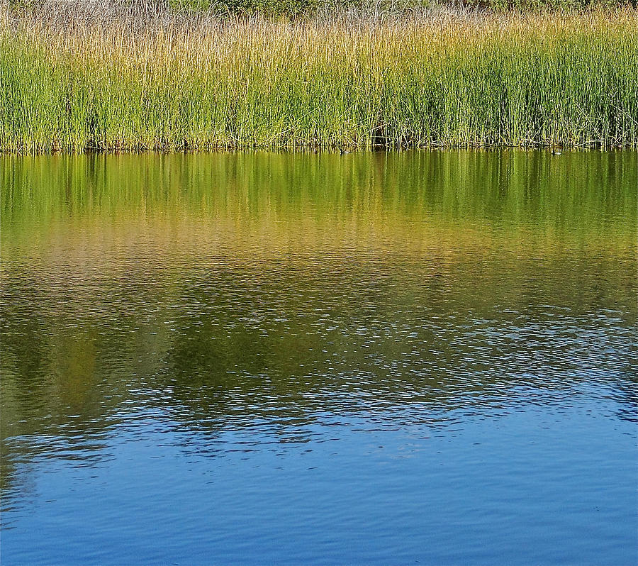 Pond Reflections Photograph by Liz Vernand