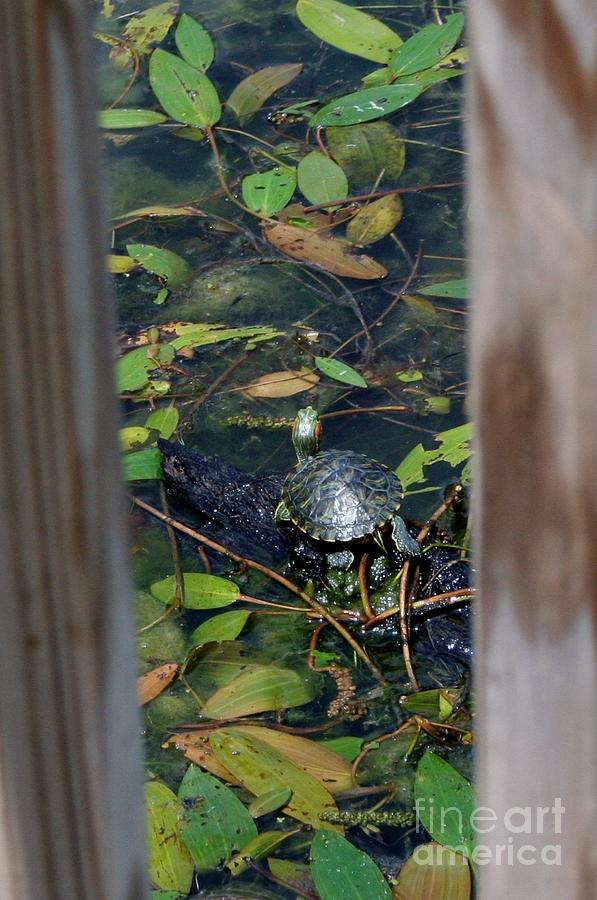 Pond Slider Turtle Photograph