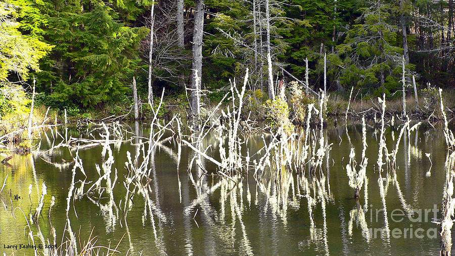 Pond Sticks Photograph by Larry Keahey