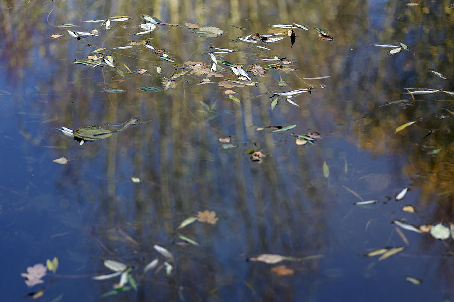Pond Surface Photograph by David Harding