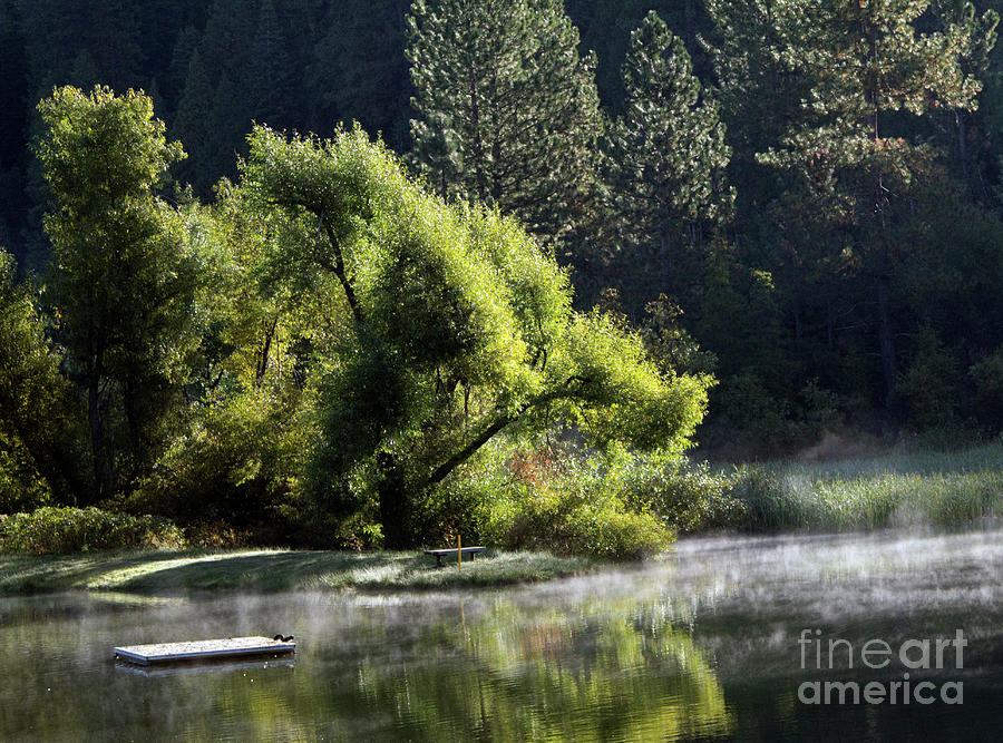 Pond Tree Nature Landscape  Photograph by Chuck Kuhn