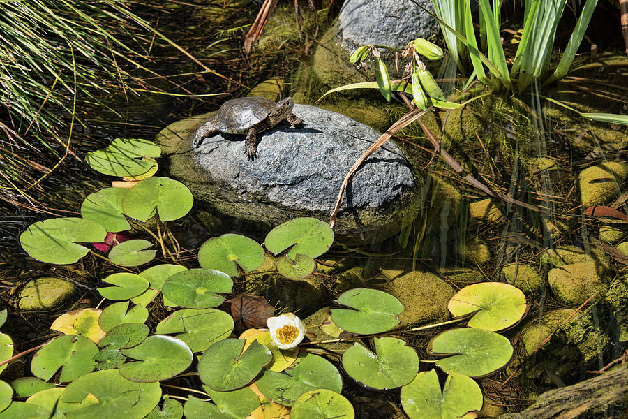 Pond Turtle and Water Lilies Photograph by Kenneth Roberts