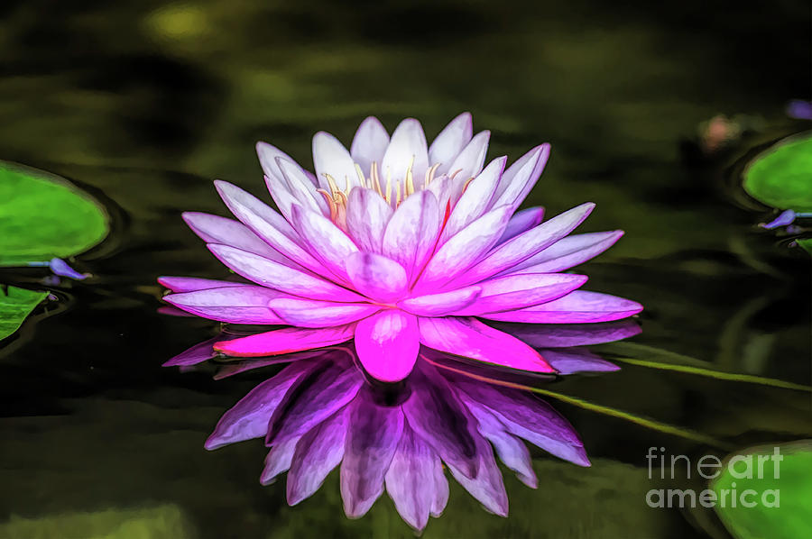 Pond Water Lily Digital Art by Ed Taylor