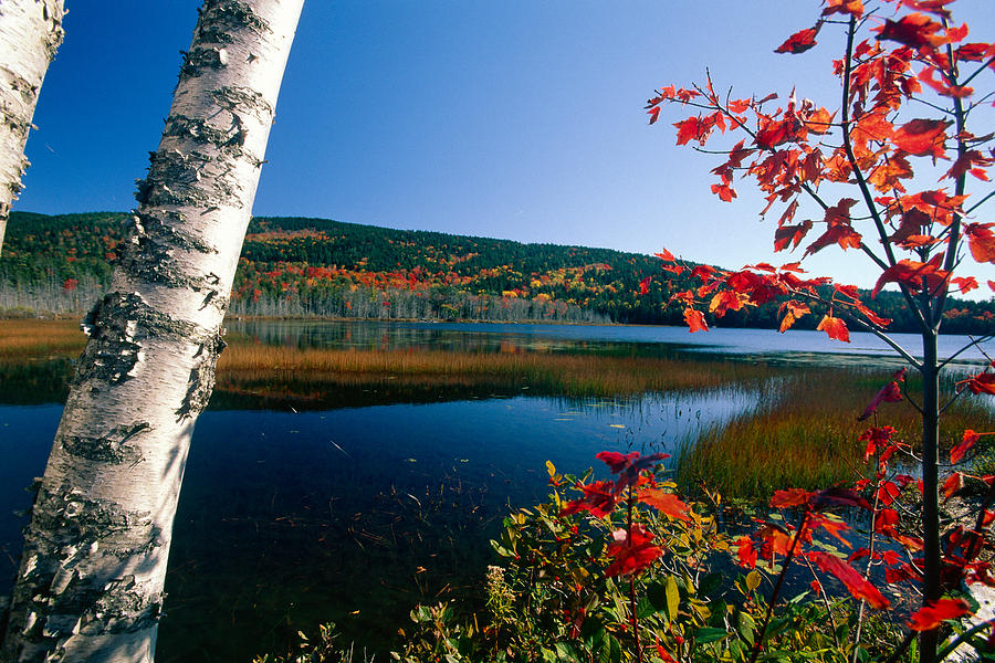 Pond with Autumn Colors Acadia National Park Maine Photograph by George Oze