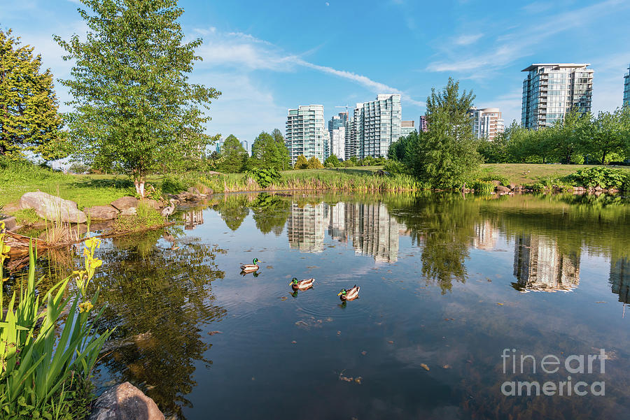 Pond With Herons And Floating Ducks In Vancouver Bc Photograph