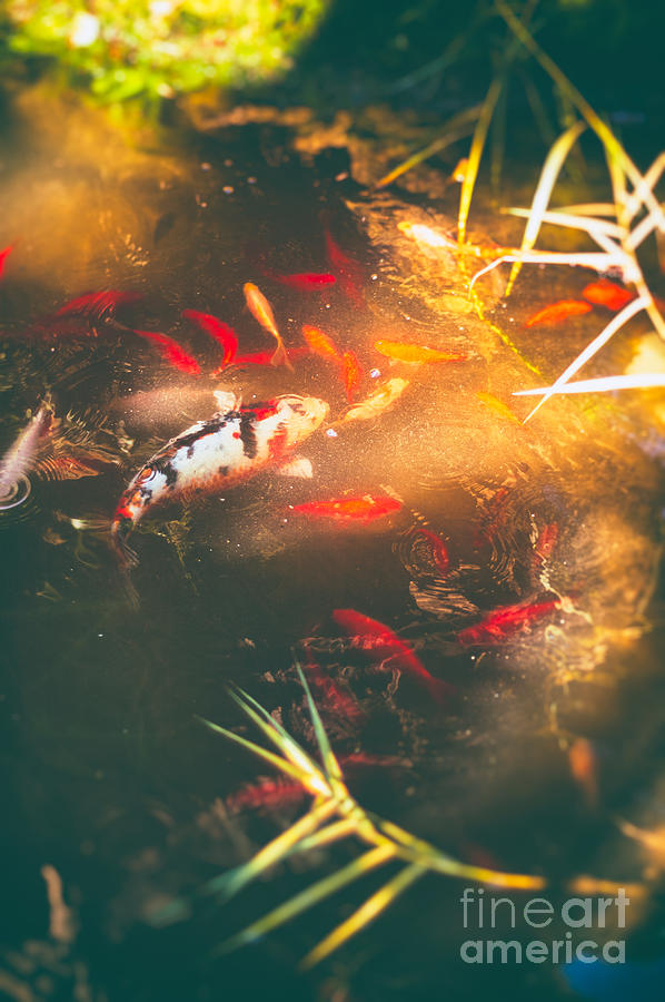 Pond with koi fish and goldfish Photograph by Silvia Ganora