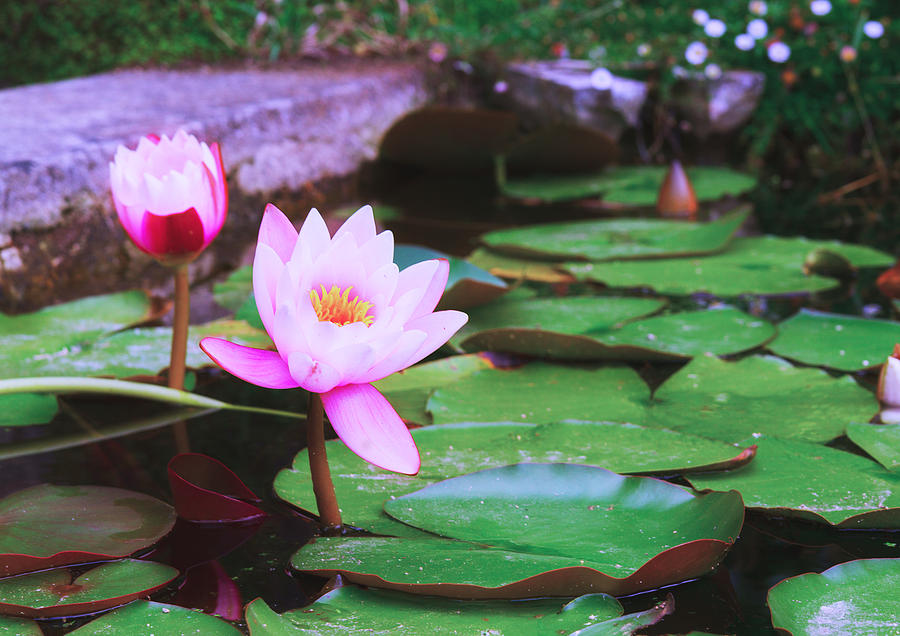 Pond with Water Lilly Flowers Photograph by Anastasy Yarmolovich
