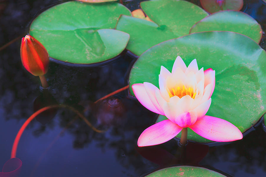 Pond with Water Lilly  Photograph by Anastasy Yarmolovich