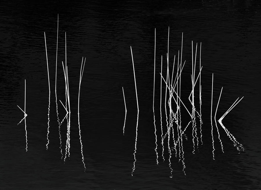 Pond Zen Photograph by Carol Eade