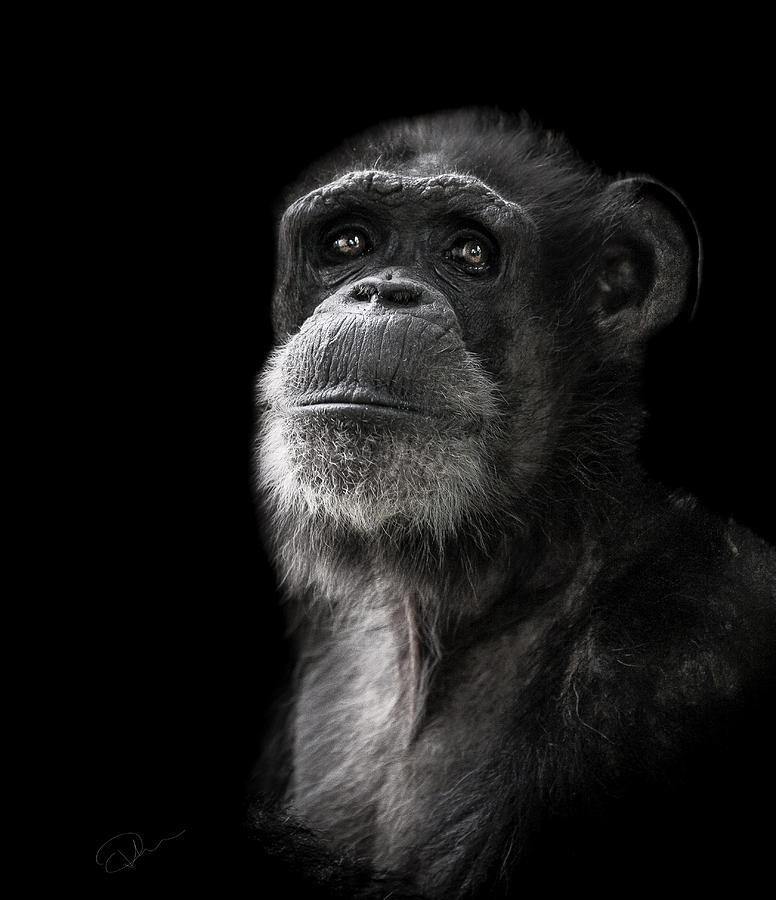 Wildlife Photograph - Ponder by Paul Neville