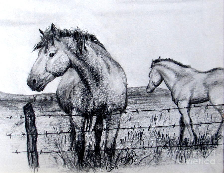 Ponder Texas Horses Drawing by Georgia Doyle
