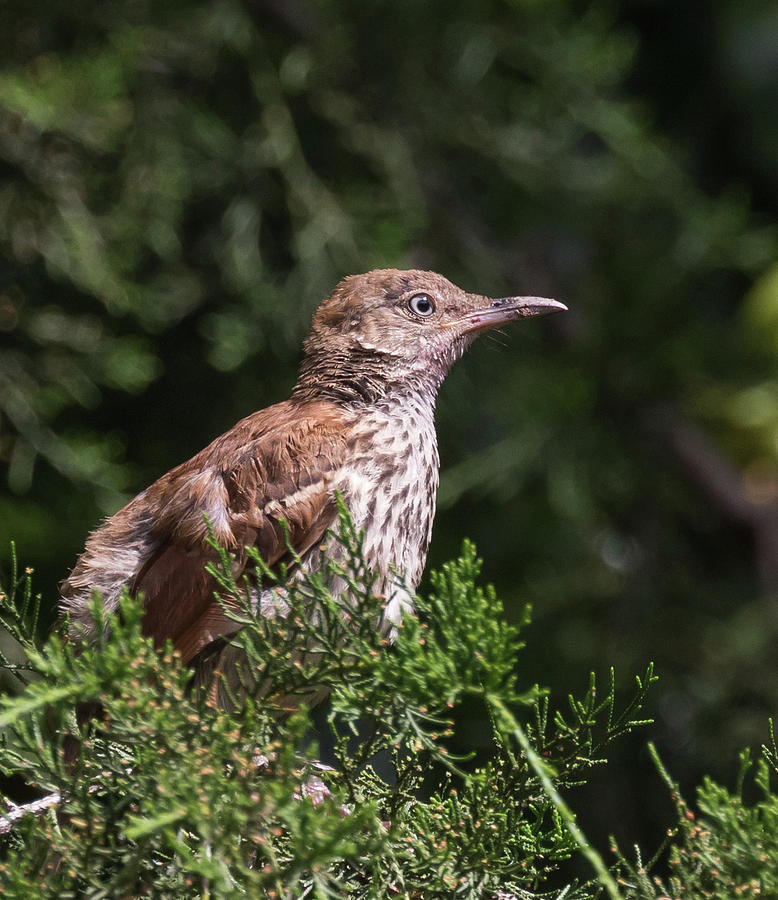 Pondering, Juvenile Brown Thrasher, Toxostoma rufum Photograph by Christy Cox