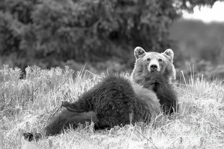 Pondering Life At Banff Black And White Photograph by Adam Jewell