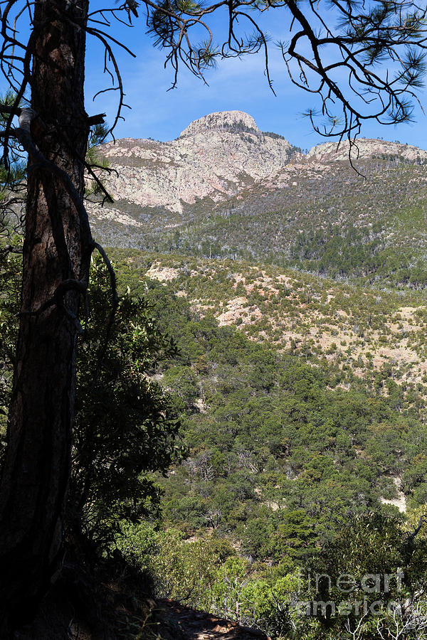 Ponderosa Pine and Mount Wrightson Photograph by Mike Cavaroc - Fine ...