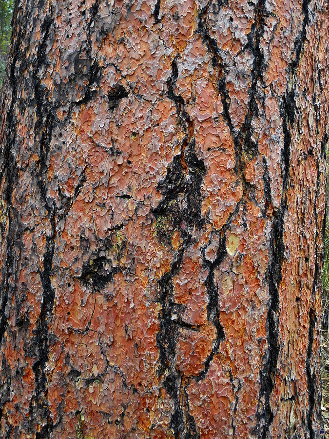 Ponderosa Pine Photograph - Ponderosa Pine Bark by Muriel Levison Goodwin