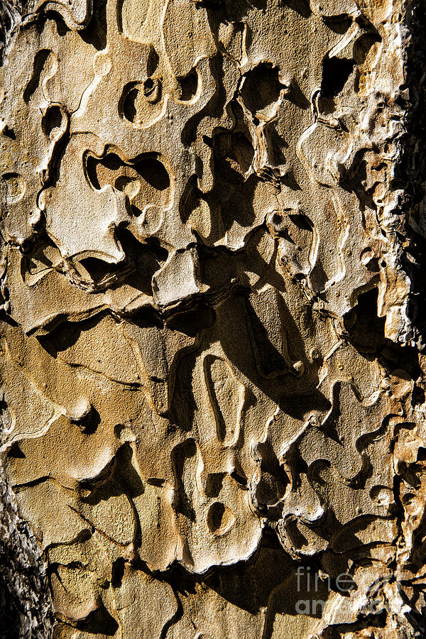 Ponderosa Pine Bark Photograph by Timothy Hacker