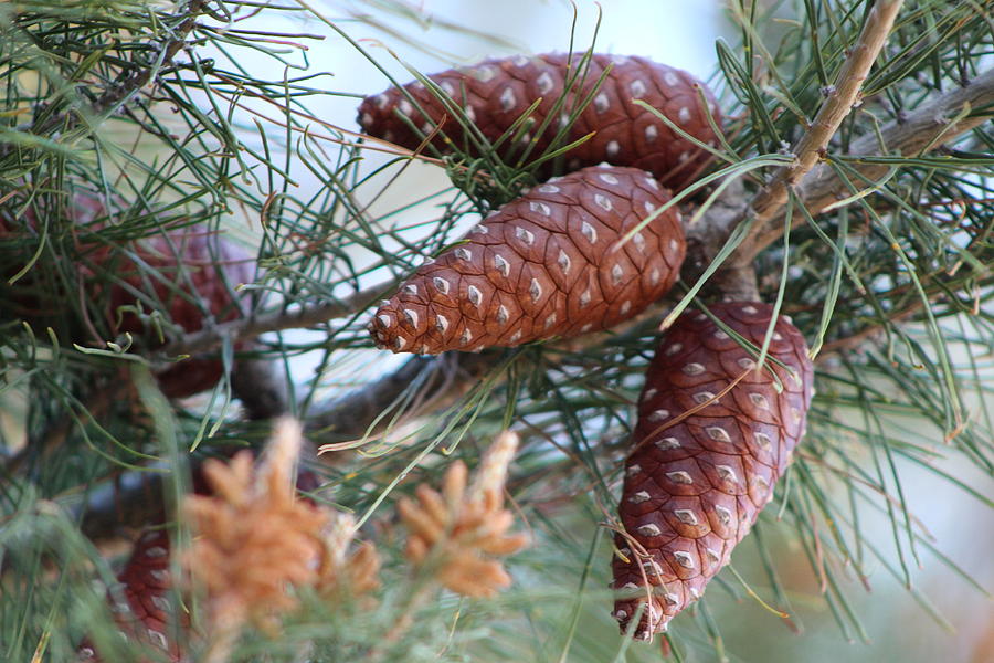 Ponderosa Pine Cones in Tombstone Photograph by Colleen Cornelius