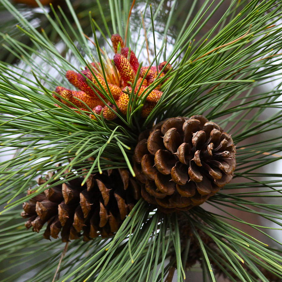 Brown Large 8 Wooden Colorado Ponderosa Natural Pinecones For