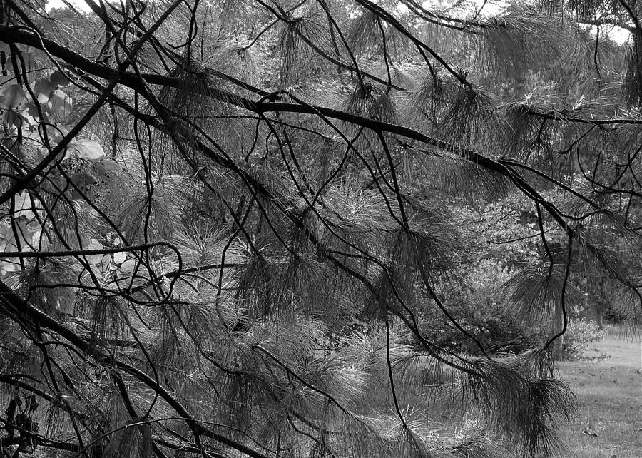 Ponderosa Pine  Photograph by KATIE Vigil