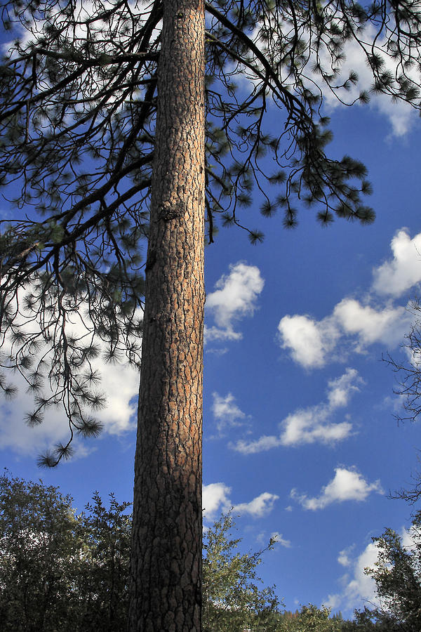 Ponderosa Pine Photograph by Larry Darnell