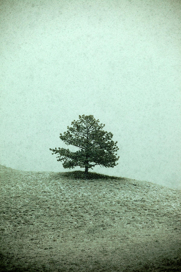 Ponderosa Pine Photograph by Todd Klassy