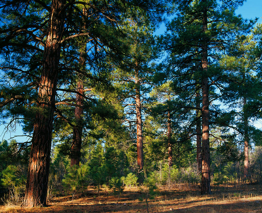 Ponderosa Pine Tree Forest, Kaibab Photograph by Panoramic Images