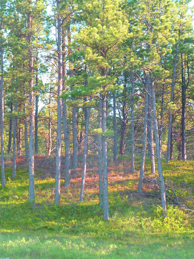 Ponderosa Pines Photograph by Cris Fulton