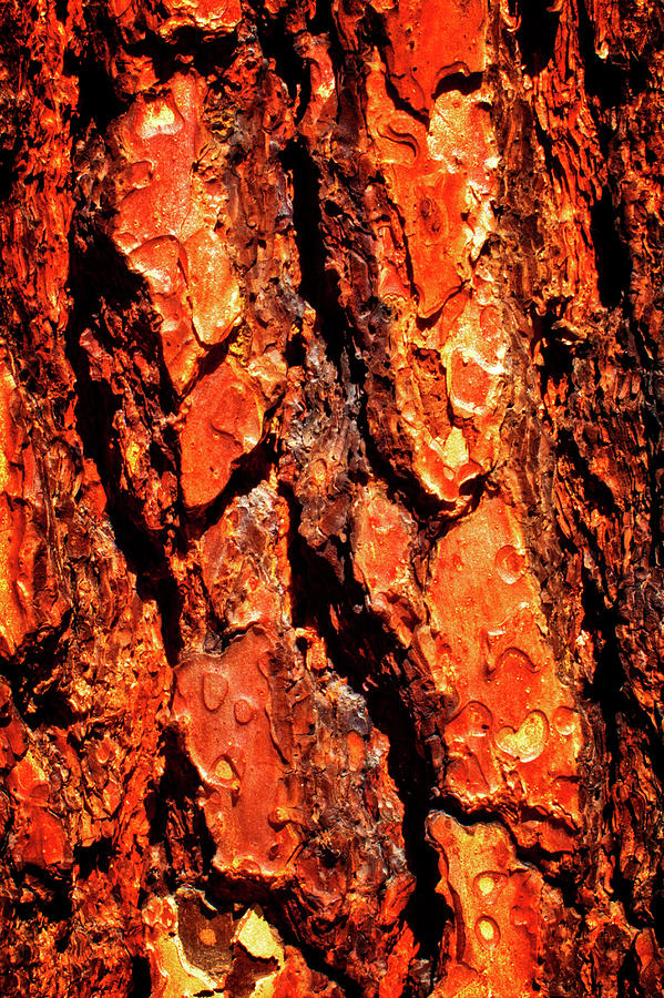 Ponderosa Pine Macro Trunk Abstract No. 01 Photograph by Roger Passman
