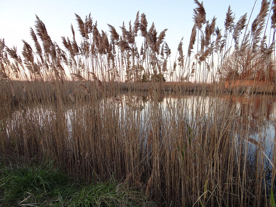 Pondside Tranquility Photograph by Bill Helman - Fine Art America