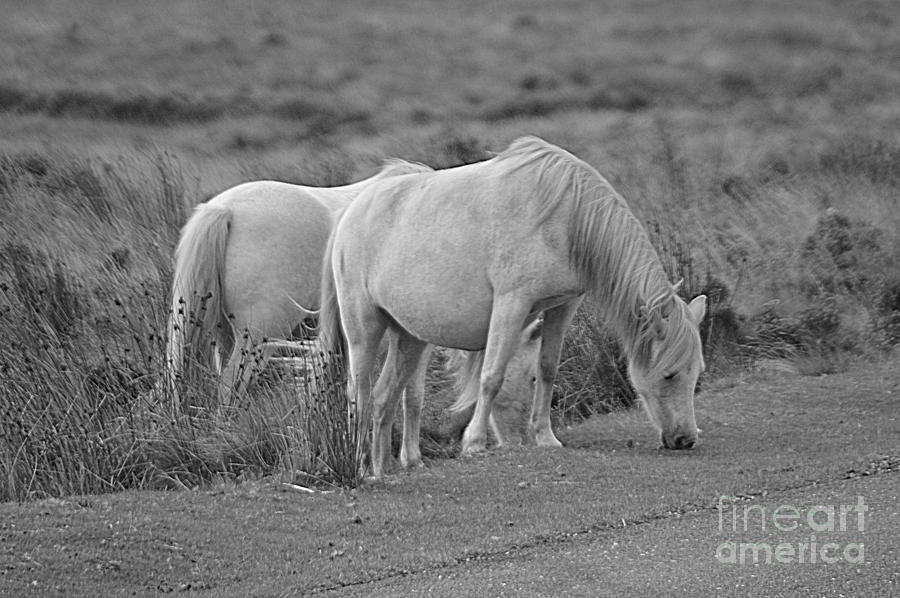 Ponies Photograph by Andy Thompson