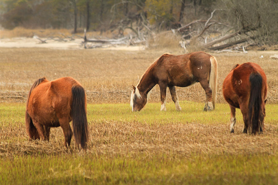 Horse Photograph - Ponies at the Bivalve Trail by Nathaniel Kidd