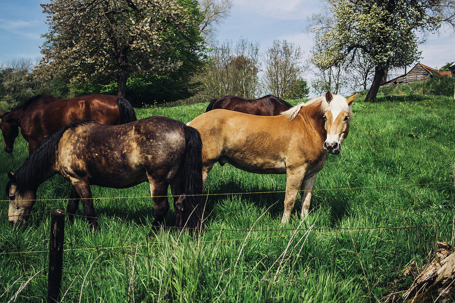 Ponies In A Spring Pasture Photograph by Pati Photography