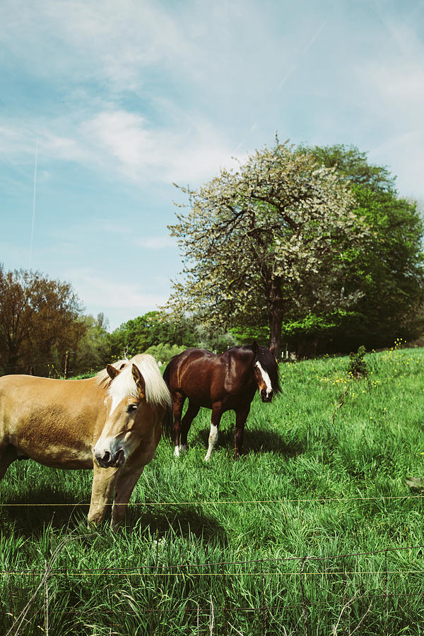 Ponies In Spring Meadow Photograph by Pati Photography