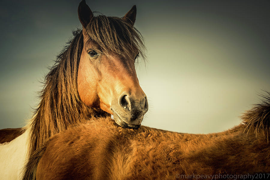 Ponies of Assateague Island Photograph by Mark Peavy