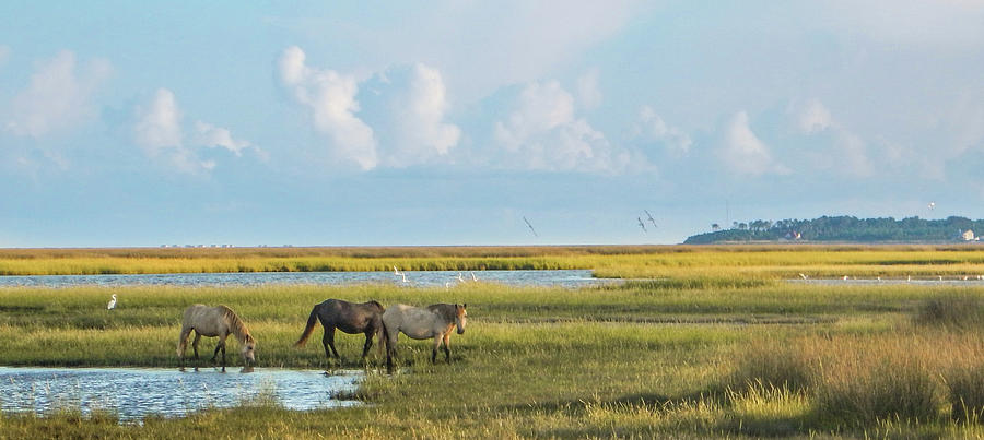 Ponies on the Marsh Photograph by Paula OMalley