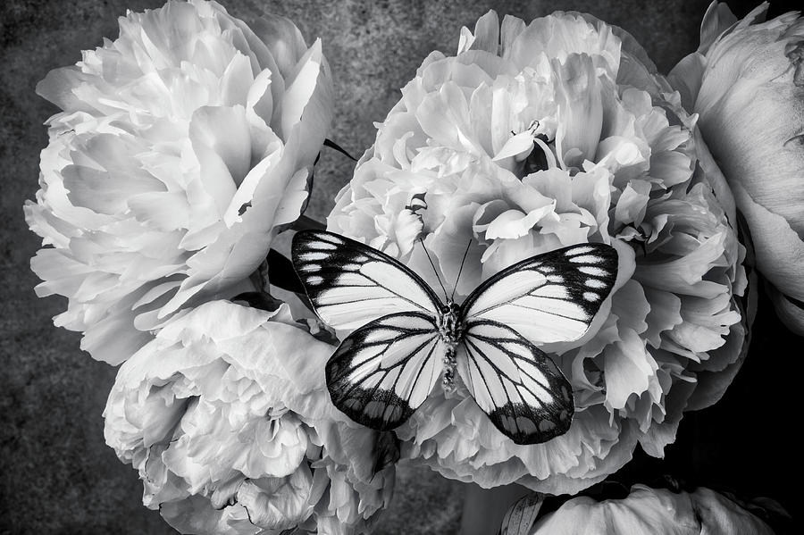 Ponies With Exotic Butterfly In Black And White Photograph by Garry Gay