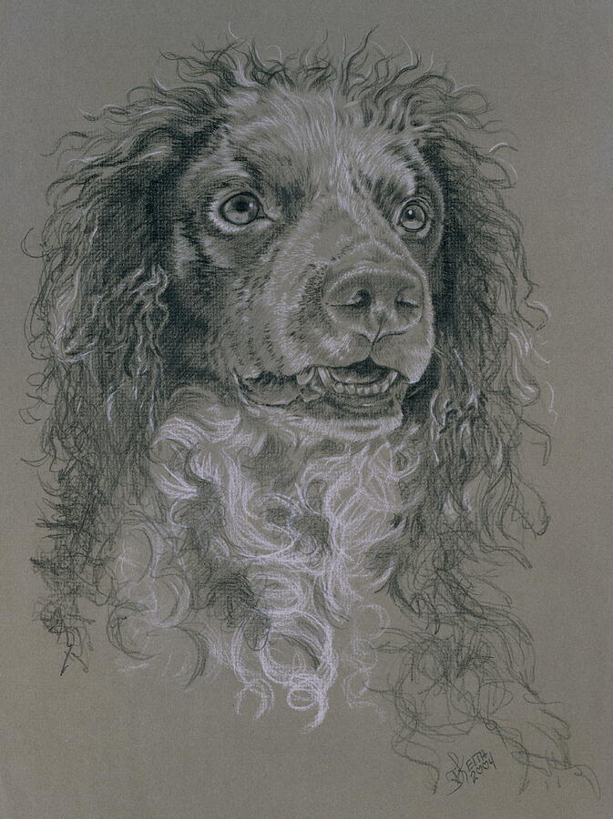 Pont-Audemer Spaniel in Graphite Drawing by Barbara Keith