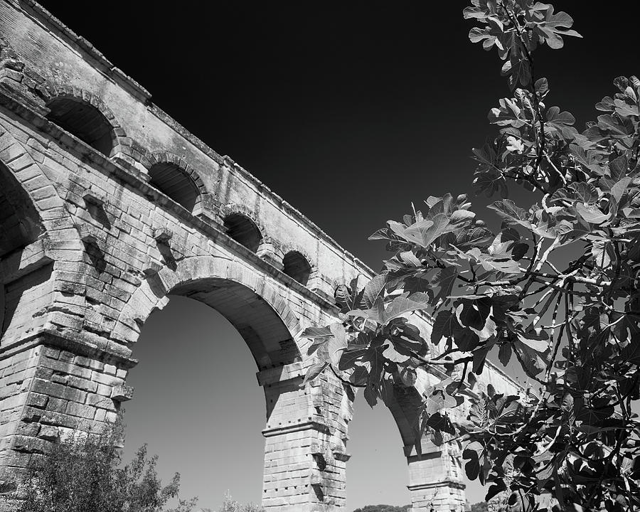 Pont du Gard and Fig Tree by Richard Goodrich Pont du Gard and Fig Tree by Richard Goodrich