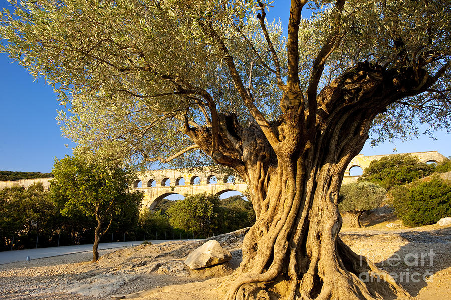 Pont du Gard olive tree Photograph by Brian Jannsen
