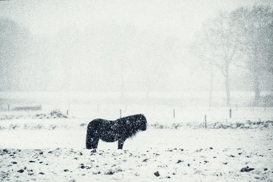 Pony and snow Photograph by Jaroslav Buna