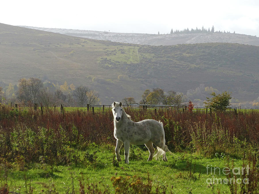 Highland Pony - Glenlivet Photograph by Phil Banks