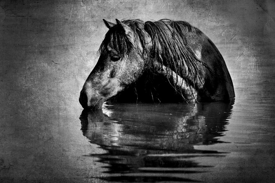 Pony In A Lake Photograph