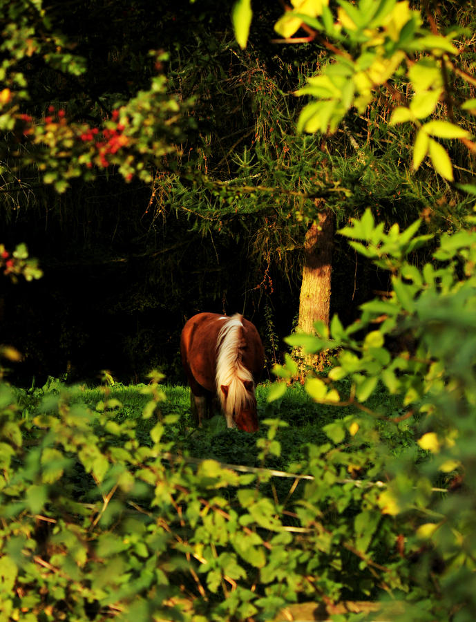 Pony in Sun-Dappled Meadow by Sarah Broadmeadow-Thomas Pony in Sun-Dappled Meadow by Sarah Broadmeadow-Thomas