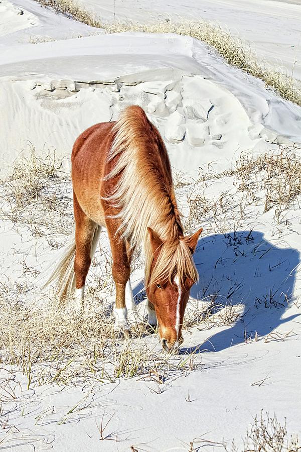 Pony In The Dunes Photograph by Alice Gipson
