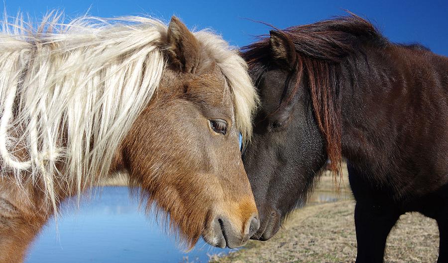 Pony Love Photograph by Amanda Smith