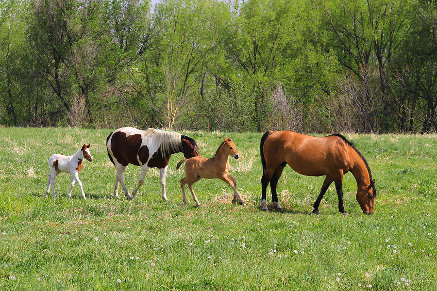 Pony Play Photograph by Juli Ellen