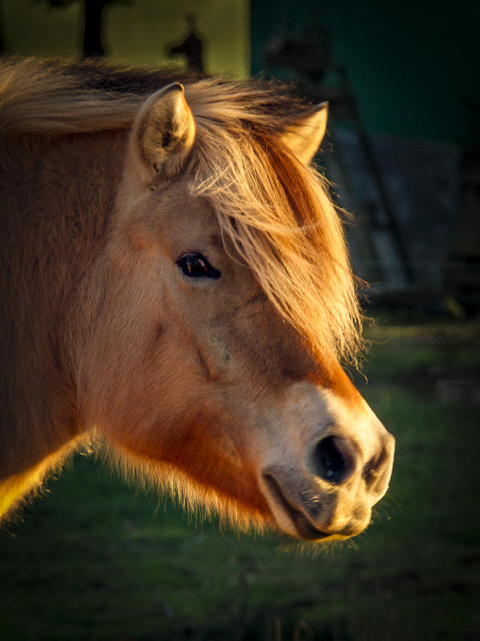 Pony Portrait Photograph by Jean Noren