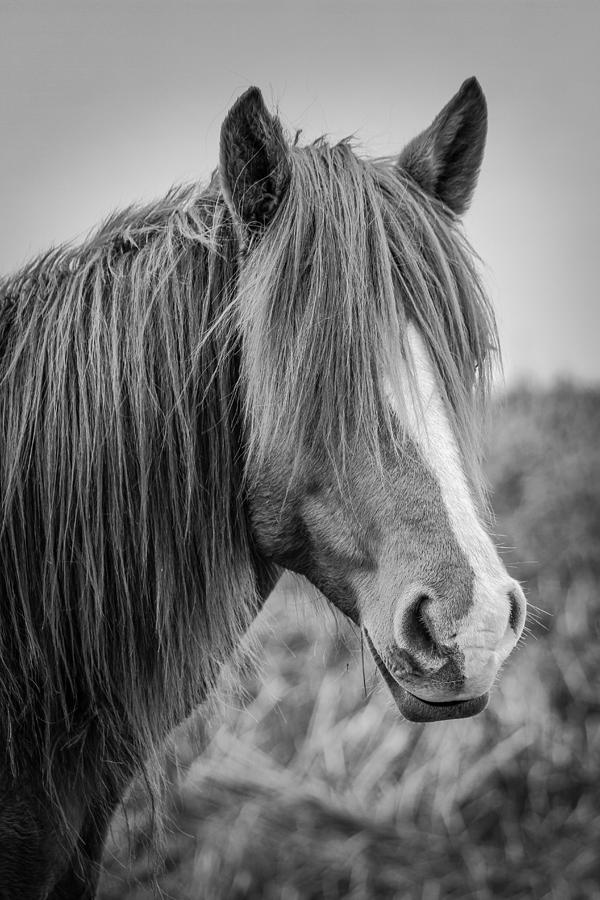 2015 Photograph - Pony Portrait by Nathaniel Kidd 2015 Photograph - Pony Portrait by Nathaniel Kidd